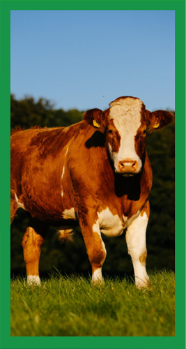 爱尔兰牛肉 - 源自翡翠绿岛的自然之味