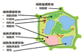 从活体植物中可持续性的提取化妆品活性物