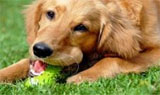 Elastomers for pet toys