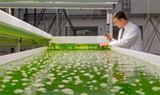 德大学研发以藻类制备碳纤维轻质建筑材料新工艺