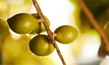 Sustainable production of macadamias
