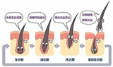 基础前沿第二集：脱发治疗新发现