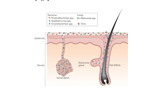 综述：人类皮肤微生态