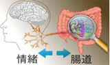 不仅仅是肠道健康