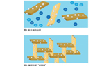 水对矿物增稠剂水化及对乳胶漆性能的进一步影响