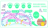 前沿皮肤抗老科技： ECM赋能活化