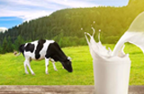 “奶牛品种”概念，能否撕开传统白奶市场的防线？